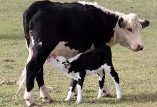 洪水中的生死守护，母牛用身躯为小牛撑起生命之路