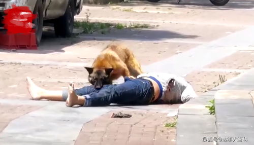 恶犬狂吠小伙大喊退退退，街头一幕引发热议