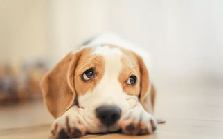 专家分析狗为何攻击人类示意图