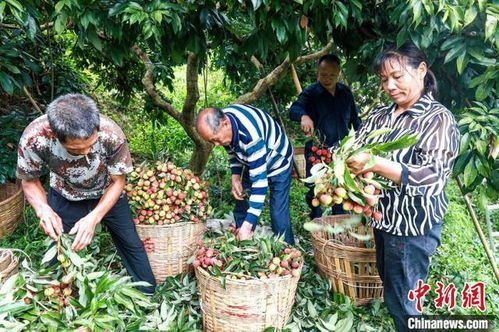果农正在采摘荔枝