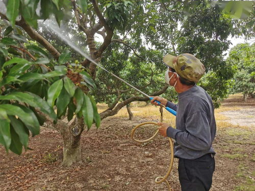 荔枝果园丰收景象