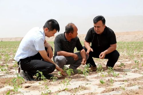 农田里农技人员正在检查作物生长情况