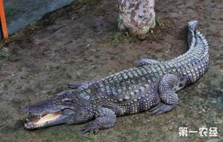 鳄鱼被安全送回养殖场