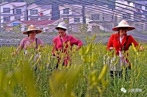 安徽数百村民连续四天哄抢未收土豆，事件背后究竟发生了什么？