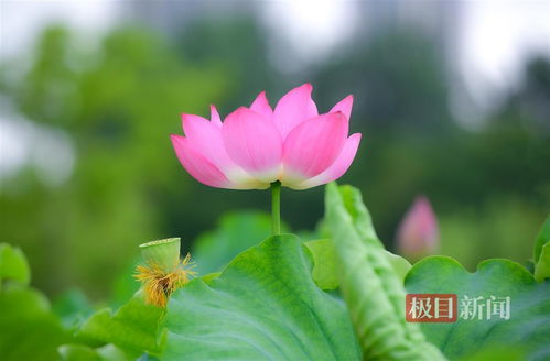 手持相机拍摄荷花的人