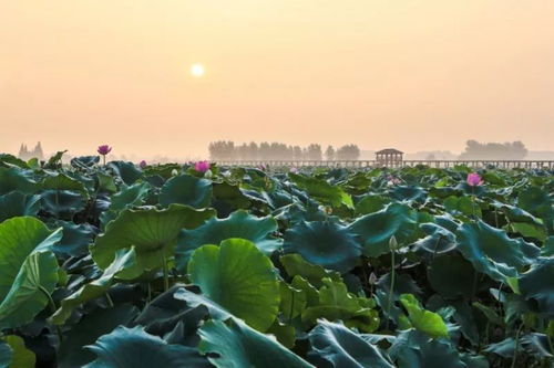 夏日荷塘美景全景图