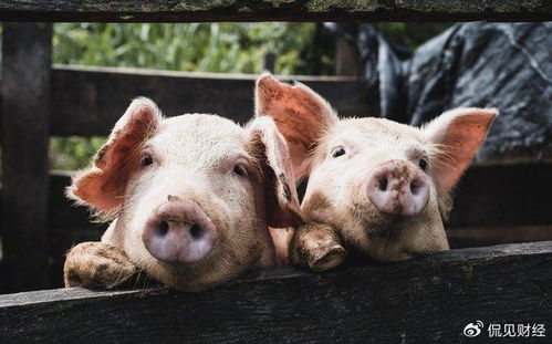 猪被套牢无法逃脱