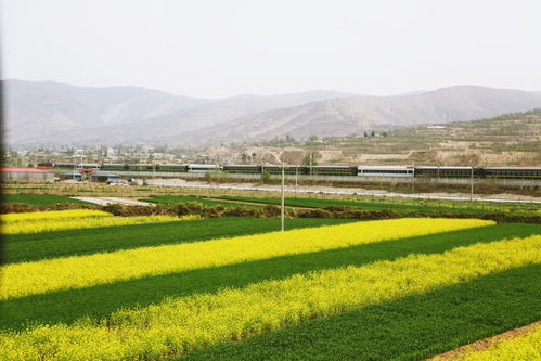 镇政府工作人员在田间查看农作物生长情况