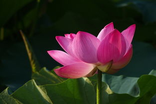 夏日清晨的荷塘