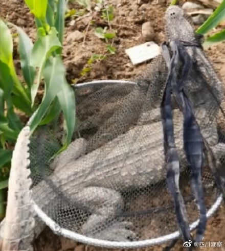 男子钓鱼钓到鳄鱼？这场意外事件背后的真相让人哭笑不得