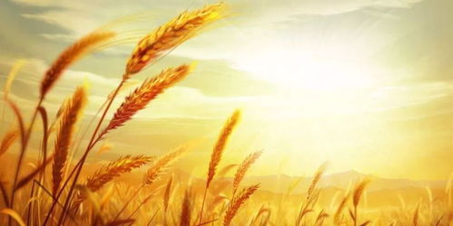 三夏时节看农机之变：科技如何重塑农耕新图景