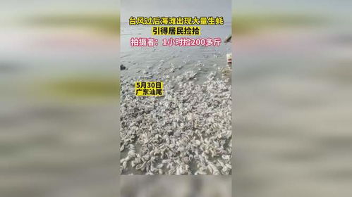 台风过后海边出现大量生蚝