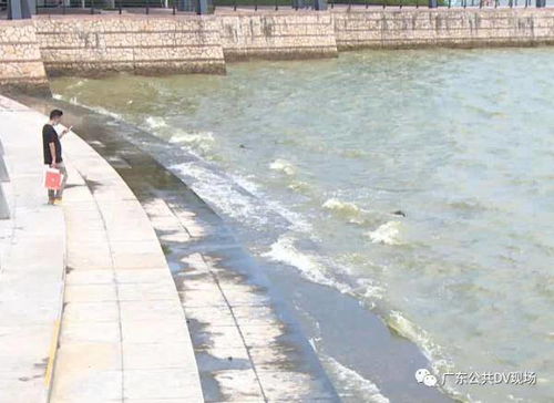 海边人们捡拾生蚝