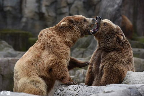 烟台动物园内的小熊宝宝