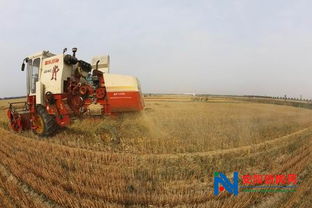 田野里的“硬把式”｜三夏时节，我亲眼见证农机如何改变农业