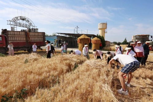 一群孩子在田间捡拾麦穗