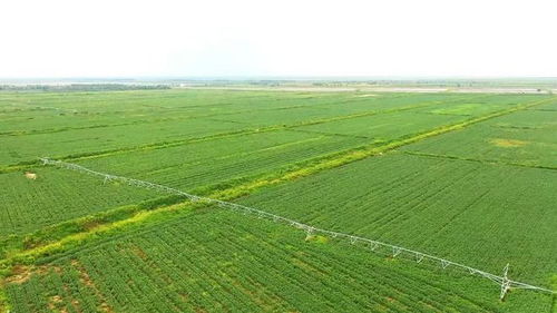 盐碱地变‘金土地’：我亲历的中国方案奇迹