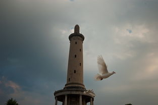 和平鸽飞过废墟