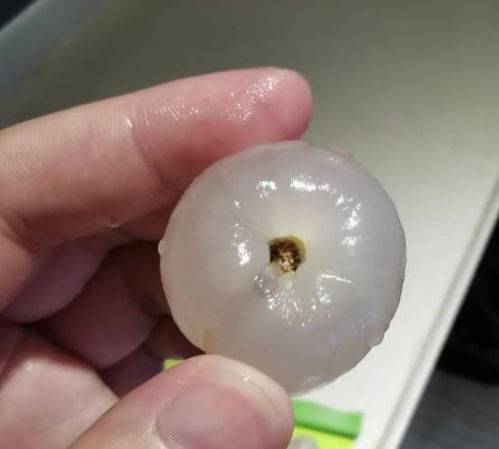 荔枝蒂里藏着虫子？亲身经历让我重新认识这颗夏天的甜蜜果实