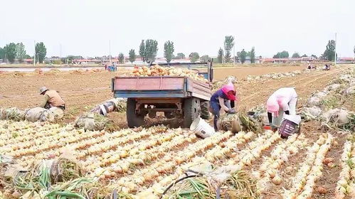 山东平度圆葱丰收场景