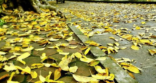 公园内发现的天然吊坠植物