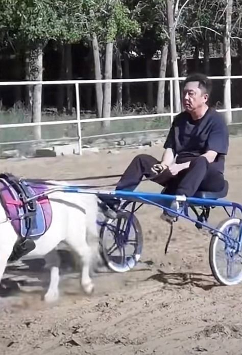 于谦的动物园里养了一百多匹马？真相让人忍俊不禁！