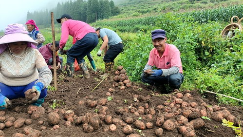 500亩土豆遭哄抢，法不责众不是理由！谁来守护农民的血汗？