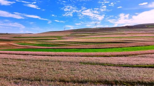 于田县沙漠中的花海景观