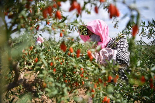 宁夏枸杞采摘现场