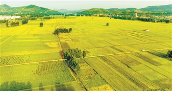 中国人一锹一锹种出的绿色未来｜从土地到餐桌，我们守护每一粒粮