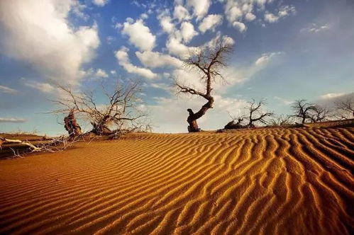 工人在沙漠中种植树木的场景