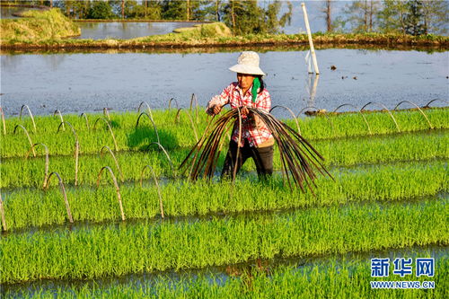 农田里劳作的农民