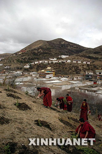 人们在山坡上植树