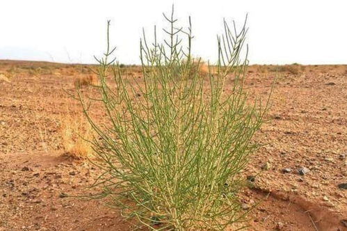 内蒙古梭梭林与肉苁蓉种植