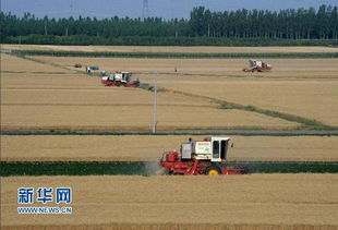 铁犁舞金浪，科技绘丰收——“三夏”机收一线见闻实录