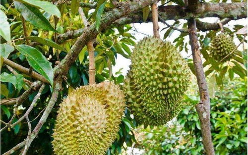 痛经吃榴莲真的有用吗？她亲测后发现了一个意想不到的秘密