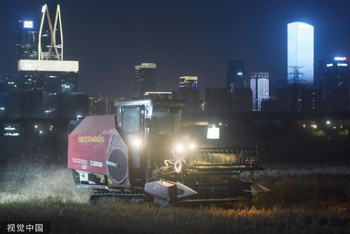 农机手驾驶收割机在麦田中工作