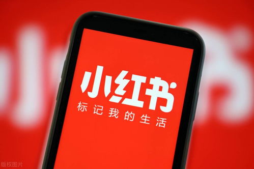 B站、小红书、微博等多平台内容展示图
