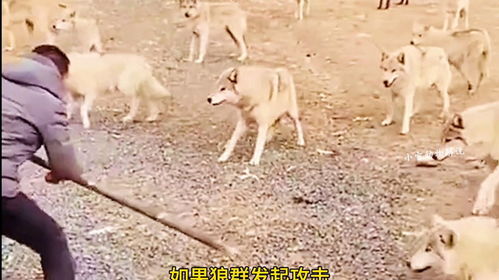 老人手持木棍驱赶恶犬