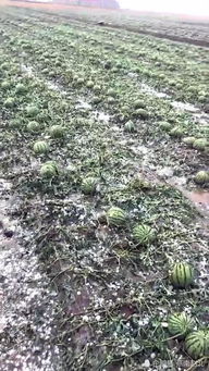 整车西瓜被冰雹砸烂 老板喊路人吃瓜｜真实事件背后的暖心与误会