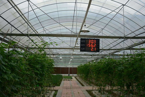 智慧农业温室内的滴灌系统