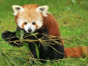 小熊猫在野外栖息地自由活动的图片