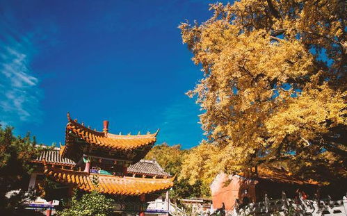 外国游客在退税点开心地展示购物袋