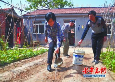 一对农村夫妇正在整理农作物