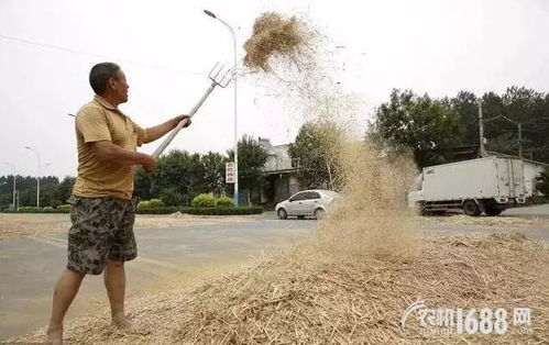 农民在打谷场上晒麦子场景