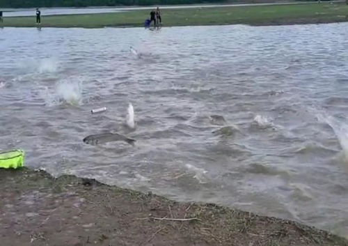 水库涨水鱼被冲到下游卡满桥缝｜暴雨后惊现奇观，村民围观热议