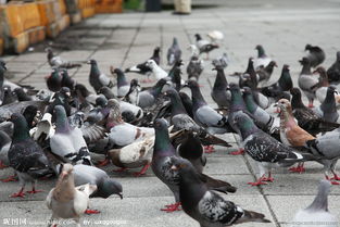 社区工作人员正在调解养鸽纠纷