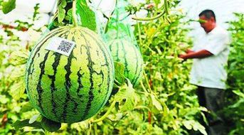 农产品二维码溯源信息展示