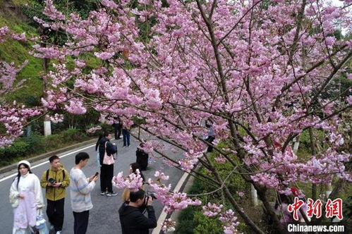 园博园樱花盛开