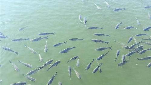 桥缝中卡满鱼群